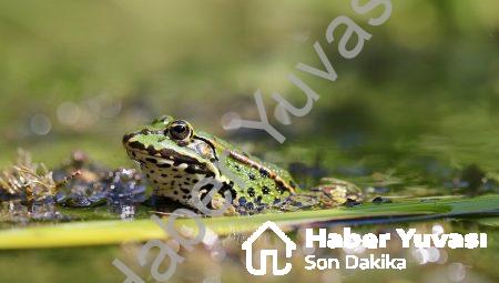 Duygusal Zeka Eğitiminde İzlenecek Yöntemler